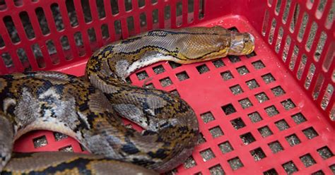 We did not find results for: Quebec may offer digital vaccine passport - Mtltimes.ca