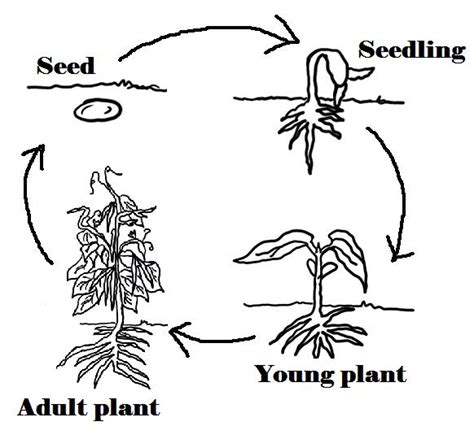 Plant Life Cycles Teamwork 6 Class Blog