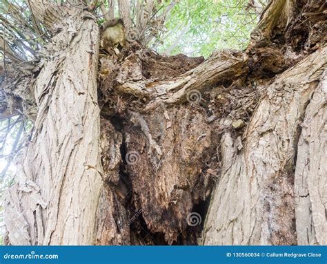 Close Up Of A Tree Trunk With Thorns Ceiba Speciosa Or Chorisia