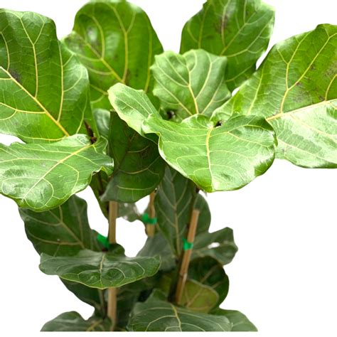 Ficus Lyrata Viverium