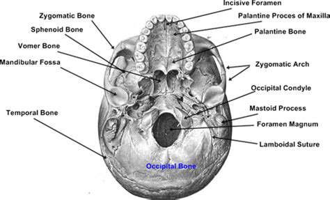 Interior Skull Axial Skeleton Skull Anatomy Occipital