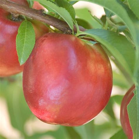 Gurneys Seed And Nursery Fruit Tree Yumm Standard Nectarine Dormant Starter Bareroot In The