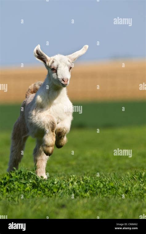 Goat Running High Resolution Stock Photography And Images Alamy