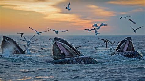 Humpback Whales Off The Coast Of Massachusetts Bing Wallpaper Gallery