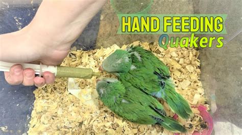 Quakers Aka Monk Parakeet Hand Taming And Feeding Youtube