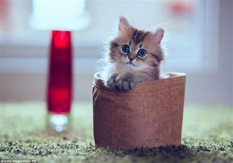 Kucing paling comel dan gebu kucingcomel com. Inikah Anak Kucing Paling Comel Di Dunia? (10 Gambar)