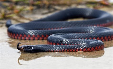 Top 10 Most Dangerous Snake In The World Top Ten