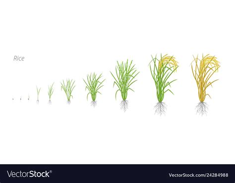 Growth Stages Rice Plant Life Cycle Rice Vector Image