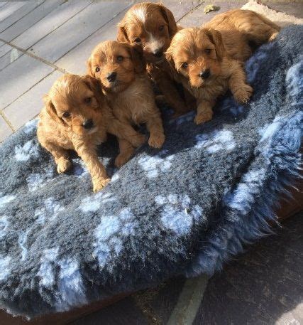 Our address (by appointment only) 1800 amity. Cavapoo Puppies For Sale | Springfield, IL #248685