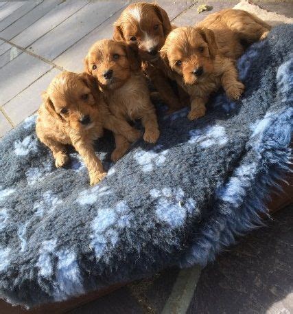 208 likes · 32 talking about this. Cavapoo Puppies For Sale | Springfield, IL #248685