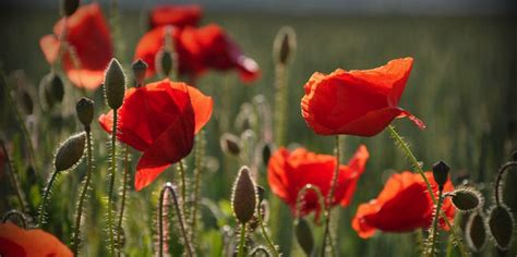Canada and the other nations of the commonwealth observe a different but similar holiday. Remembrance Day and the poppy: reflections from a ...