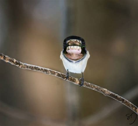 Birds With Big Mouths Instead Of Beaks Gallery Ebaums World