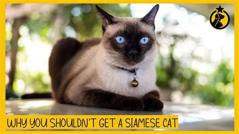 Are Siamese Cats More Intelligent The 10 Detailed Answer