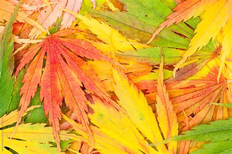 Colorful Japanese Maple Leaves Showing Color Change In Autumn By