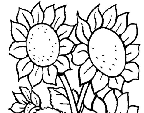 Pensil Sketsa Bunga Matahari Rekomendasi