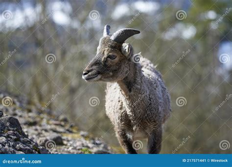 Mouflon Young Female Animal Stock Image Image Of Mufra Wild 217571441