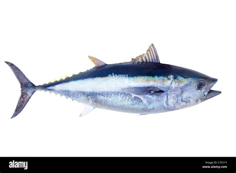 Bluefin Tuna Thunnus Thynnus Saltwater Fish Isolated On White Stock