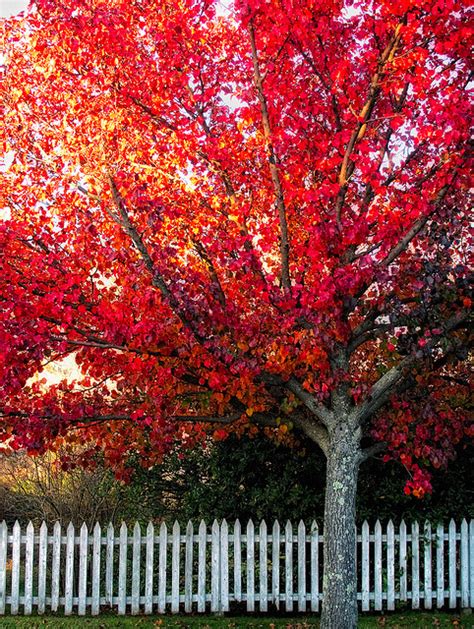 Red Tree And White Picket Fence Pictures Photos And Images