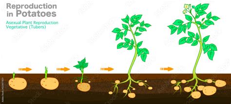 Potatoes Reproduction Cycle Vegetative Asexual Propagation Of Plants Potato Planting Growing