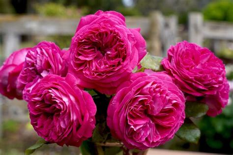 rose delightful parfuma bush form hello hello plants