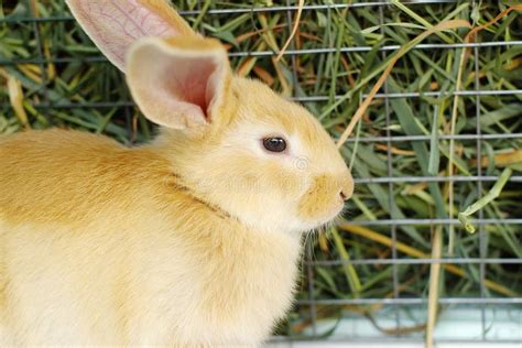 Cute Yellow Rabbit Stock Image Image Of Fluffy Animal 123038701