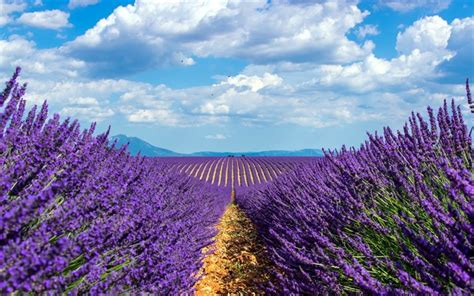 Download Wallpapers Lavender Field Purple Spring Flowers Purple