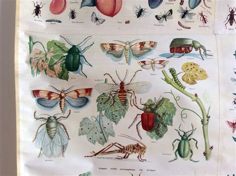 Vintage Large Insects Chart Entomology Old Shcool Chart Vintage Chart