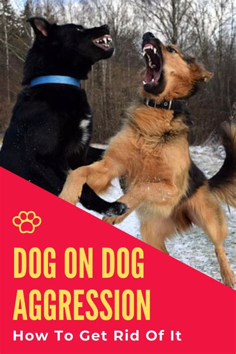 Aggressive Dog Training Tips For Dog Aggression Toward Other Dogs In