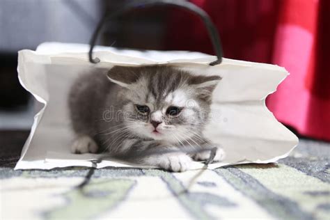 Cute Kitten In A Shopping Bag Stock Image Image Of Cute Shop 53203547
