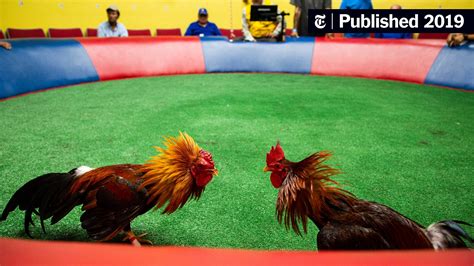 Culture Or Cruelty Puerto Rico Says No To Federal Cockfighting Ban The New York Times