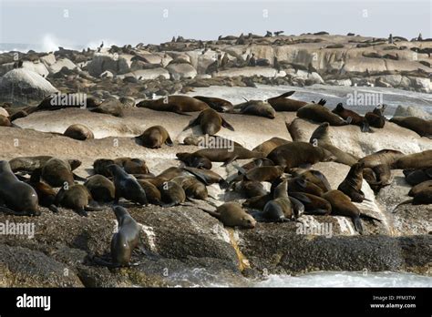 South Africa Hout Bay Duiker Island Colony Of Cape Fur Seals