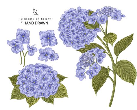 Hydrangea Flower Hand Drawn Elements 1851299 Vector Art At Vecteezy