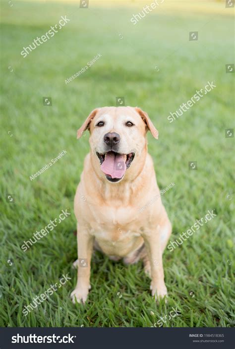 Cute Yellow Adult Lab Dog Park Stock Photo 1984518365 Shutterstock