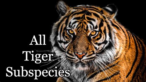 All Nine Tiger Subspecies The Year Of The Tiger Youtube