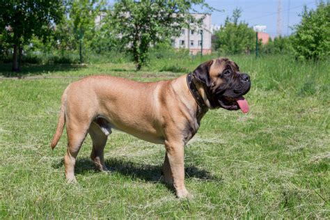 Your puppy needs to eat a puppy food diet for his first full year. Bullmastiff | Bil-Jac