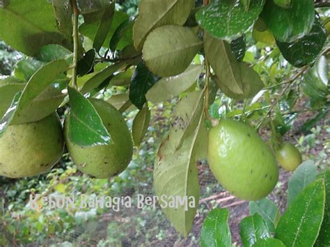 Nadez phillip 666 views11 months ago. Kebun Bahagia Bersama: Citrus kegemaran acar Utara Malaysia