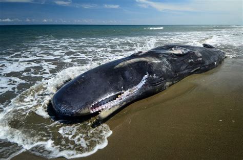 Dead Sperm Whales Discovered With Plastic Parts Nets In Stomachs