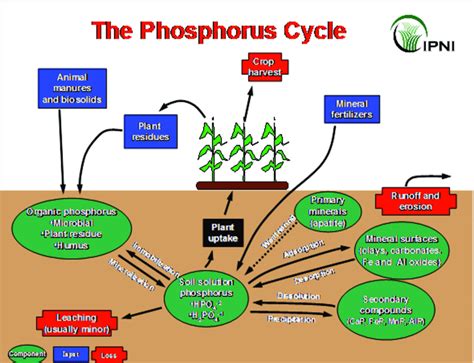 The Phosphorus Cycle Courtesy International Plant Nutrition Institute