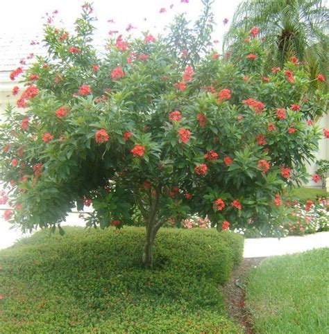 Red Flowering Tree Native To Florida Deeann Devries