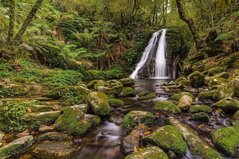 Stones Moss Wood Leaves Waterfall River Australia Gondwana