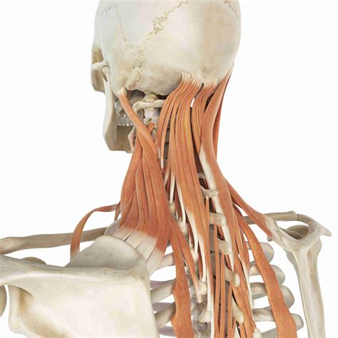 This article describes the anatomy of the head and neck of the human body, including the brain, bones, muscles, blood vessels, nerves, glands, nose, mouth, teeth, tongue, and throat. Levator Scapula Muscle and Its Role in Pain and Posture