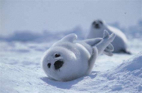 Harp Seals ~ Others Baby Seal Pup Baby Harp Seal Baby Seal
