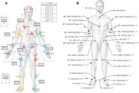 Pepper introduces french vocabulary for parts of the body by painting herself in different colors. Graphical view of marker set. Position of the markers on ...