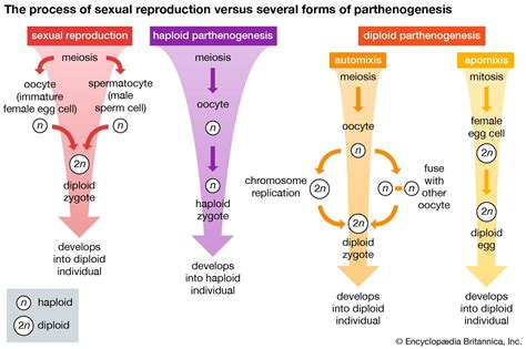 Reproduction Sexuée Et Asexuée
