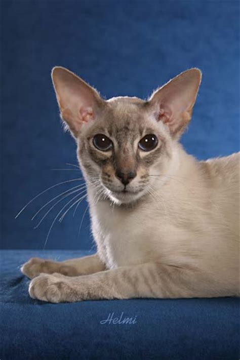 Siamese Cat Vs Balinese British Shorthair