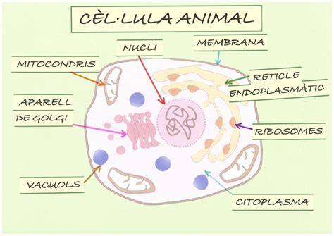 El meu món La cèl lula