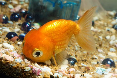 Fish That Can Live in a Small Bowl or Aquarium | Pets ...