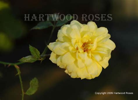 Hartwood Roses Flowers On Friday