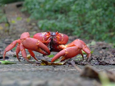It has everything you need as a traveller, good beds, excellent showers and full kitchen appliances. 9.7. El cangrejo rojo, una especie endémica de la isla de Navidad
