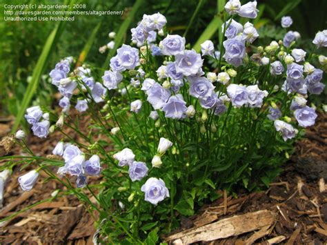 Plantfiles Pictures Campanula Double Earleaf Bellflower Fairy
